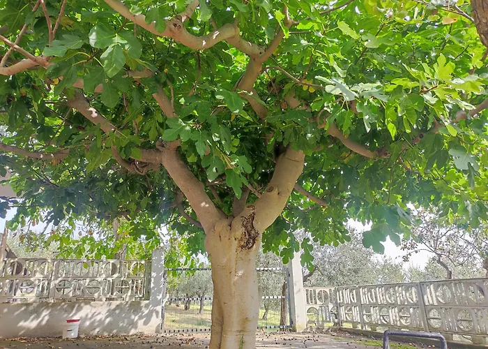 Nonno Pierino Civitella Casanova